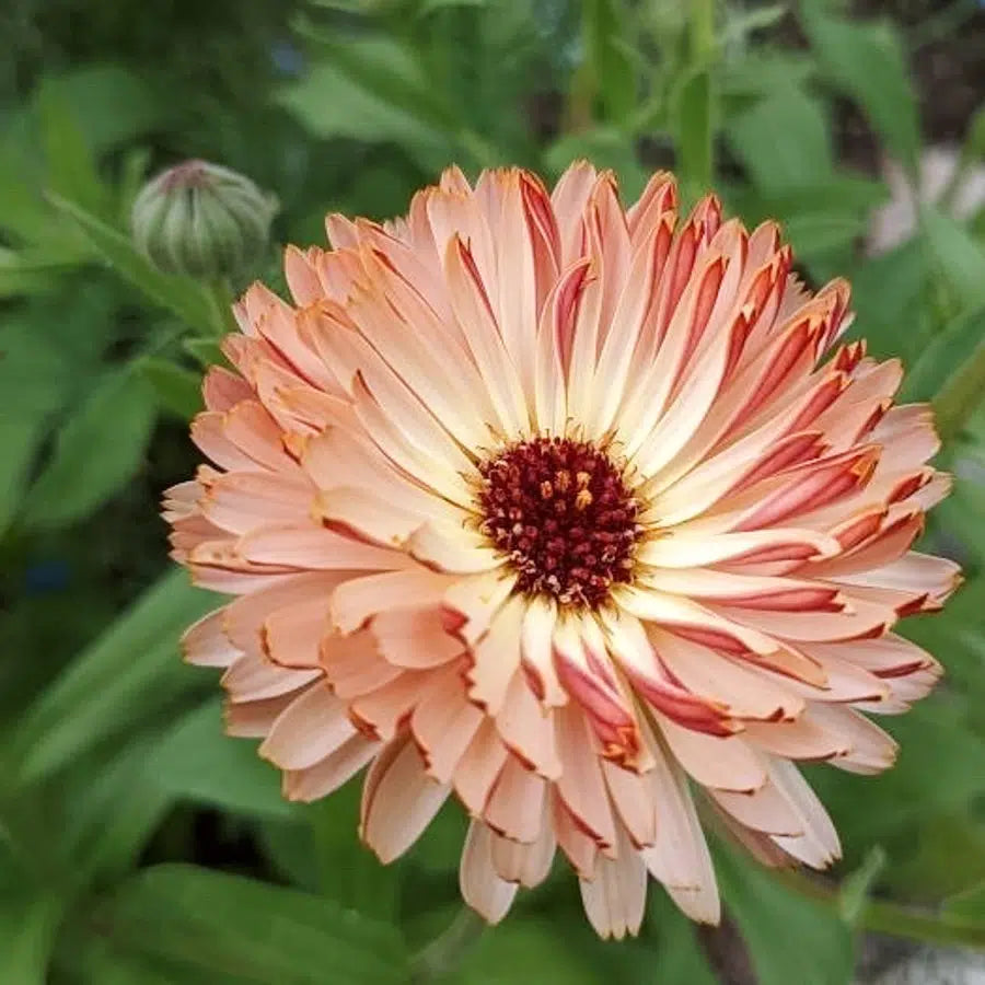 The large collection of balcony flowers
