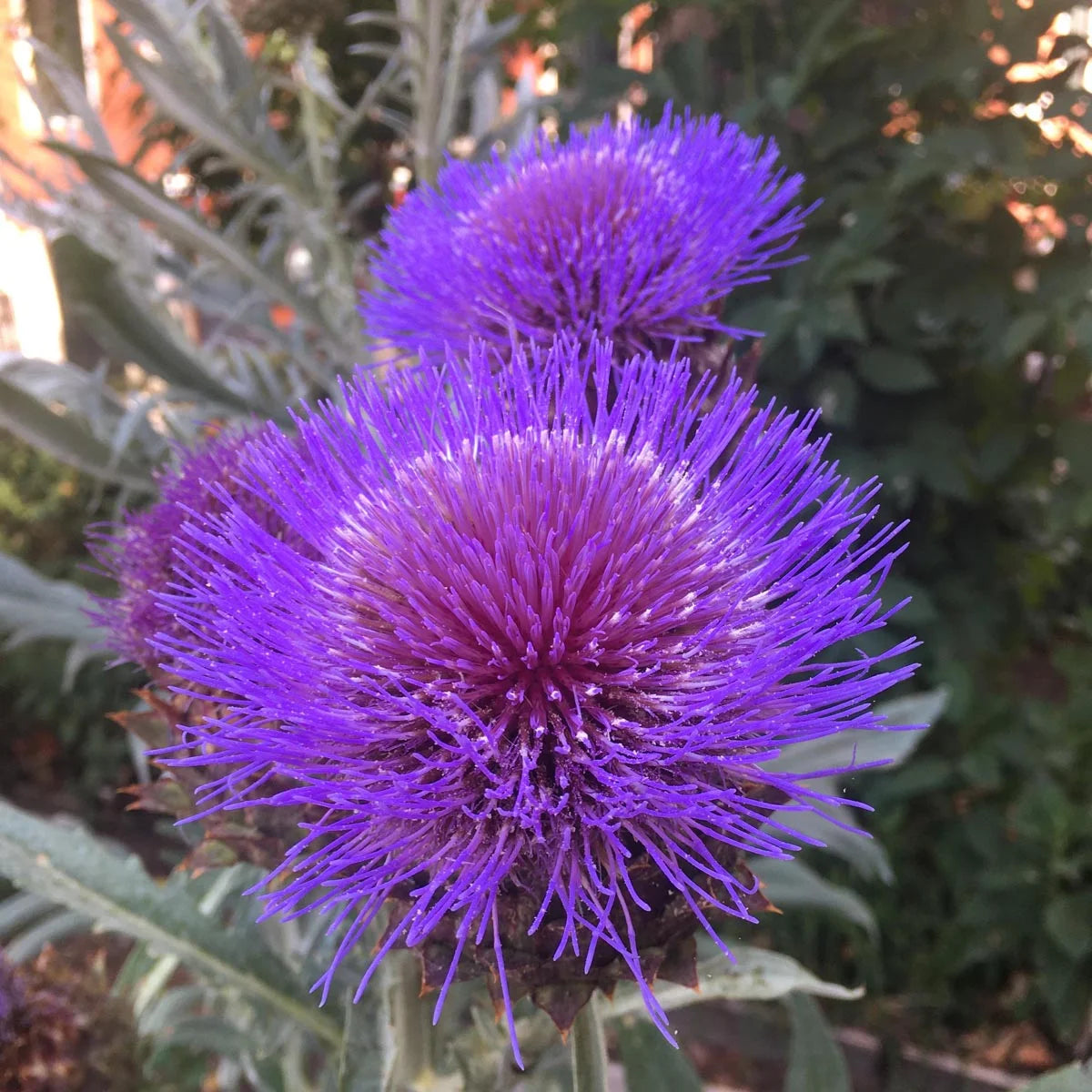 Spanische Artischoke Cardy Kardone Cynara cardunculus Bio Saatgut Samen Magic Garden Seeds