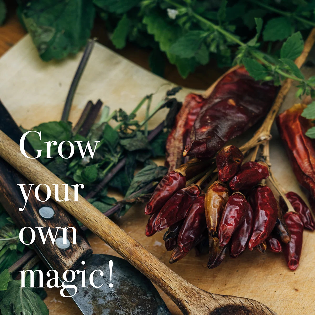 Chilis mild Saatgut Samen Magic Garden Seeds samenfest Gewürze Schärfe Paprika