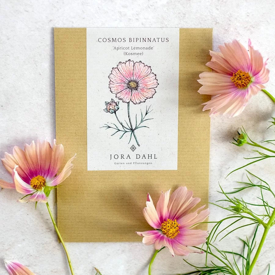 Schmuckkörbchen Cosmea Cosmos Apricot Lemonade Jora Dahl Kosmeen Schnittblume