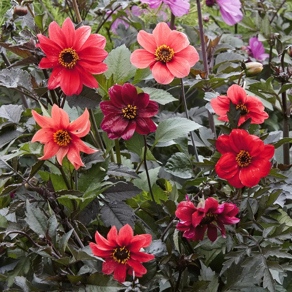 Dahlien Saatgut Dahlia variabilis Magic Garden Seeds Schnittblume Balkongarten kleiner Garten