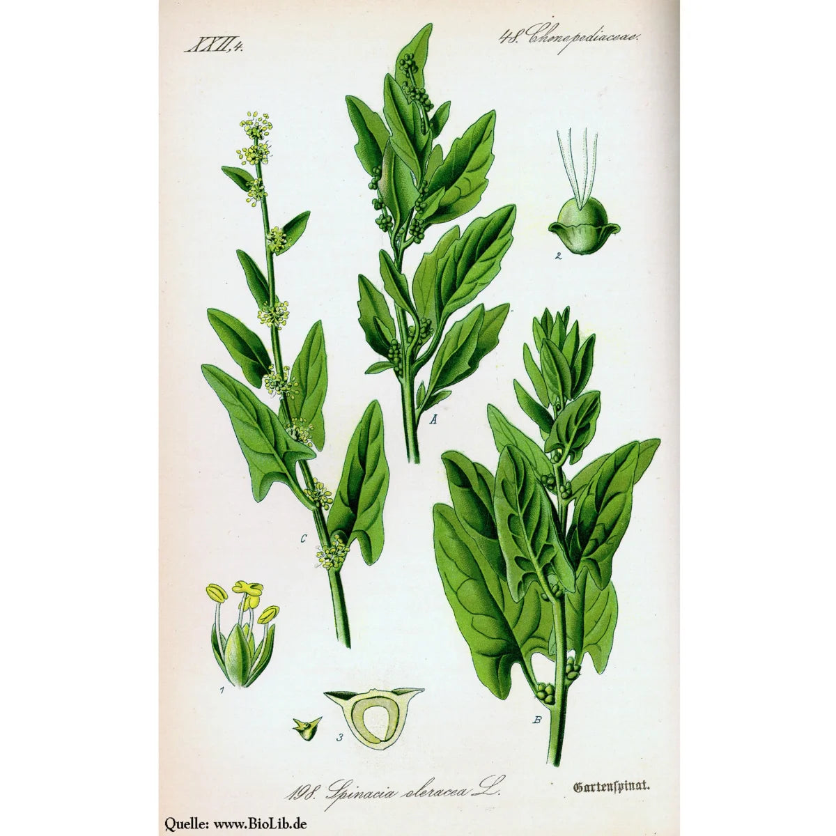 Echter Spinat Matador Bio Saatgut Samen Magic Garden Seeds Wintergemüse Salat