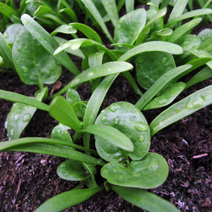 Echter Spinat Matador Bio Saatgut Samen Magic Garden Seeds Wintergemüse Salat