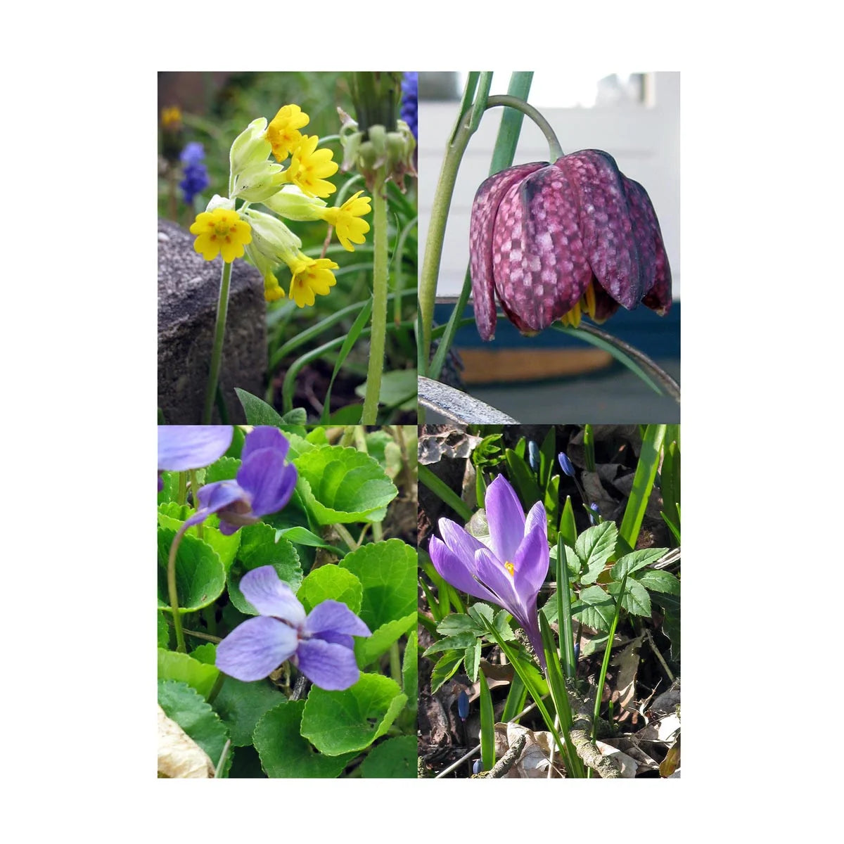 Frühblüher zum Verwildern im Garten & Topf