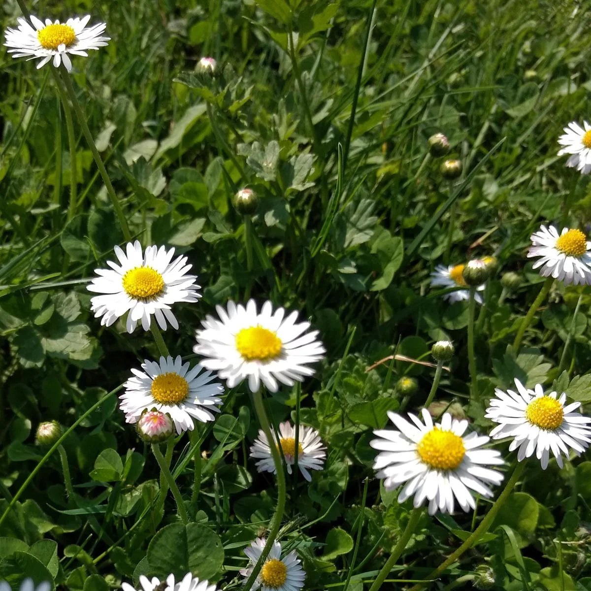 Gänseblümchen Bellis Magic Garden Seeds Wiesenblume Saatgut samenfest Blumenwiese Kräuterrasen