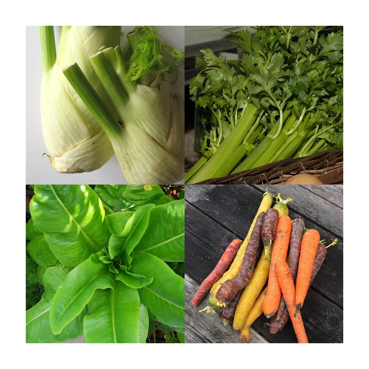 Gemüse Kräuter Hasen Häschen Gemüsesuppe Bio Saatgut Samen Magic Garden Seeds Anzucht