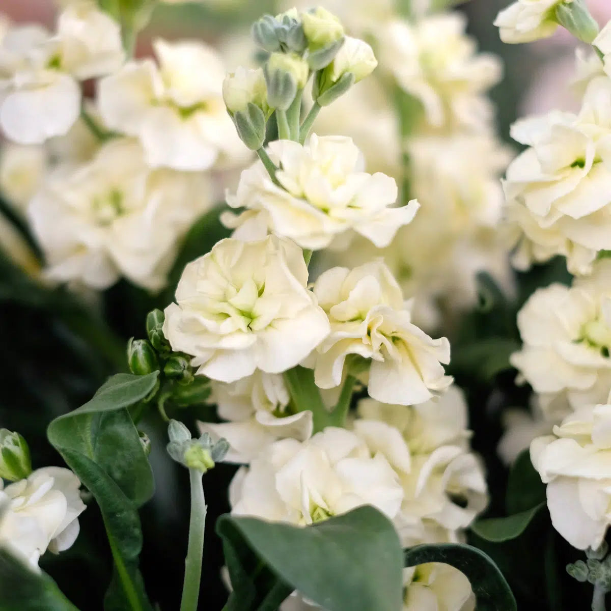 Blumensamen Schnittblumengarten Cut Flower Garden Jora Dahl Saatgut The great collection Levkoje Matthiola incana ‚Iron Apricot‘