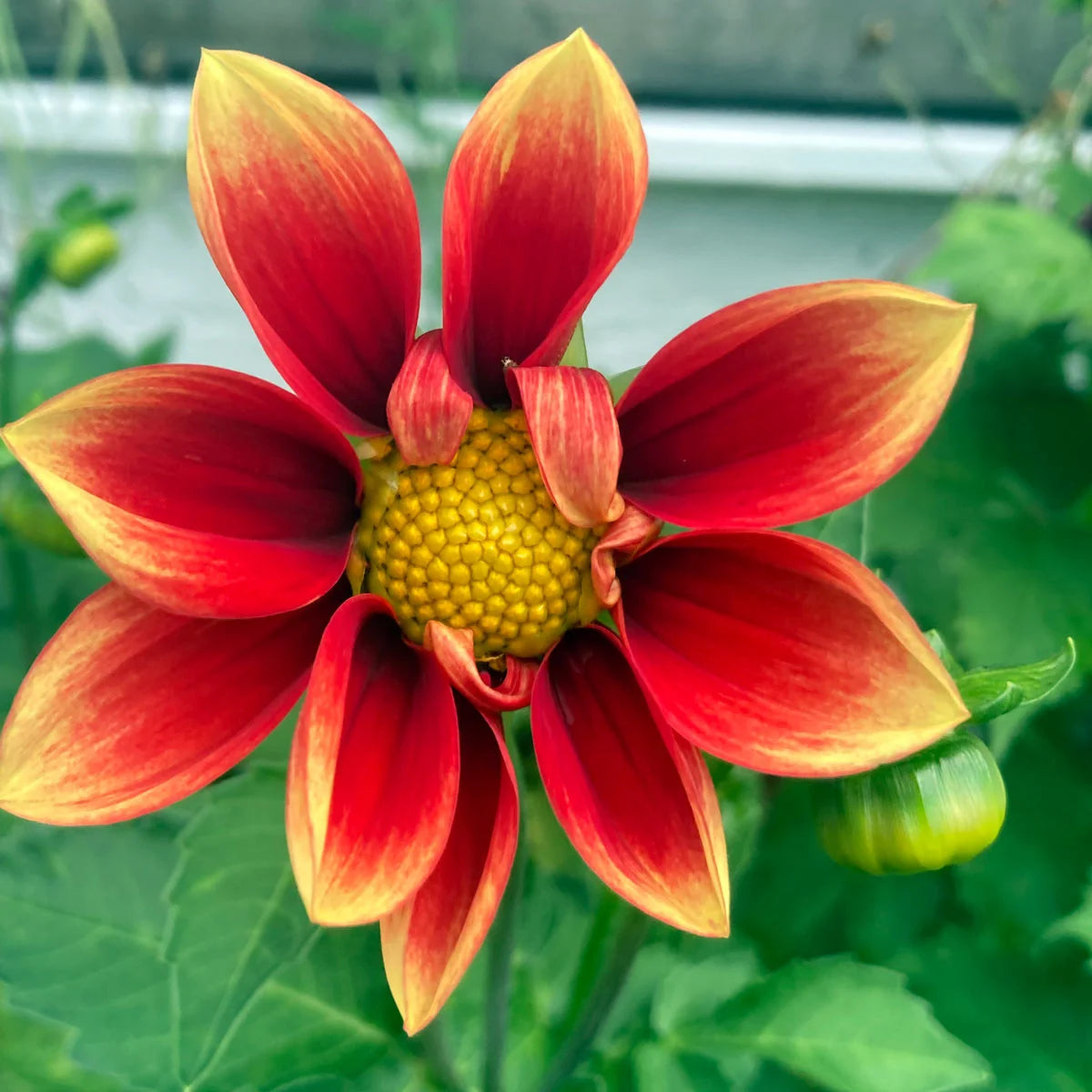 Dahlien Saatgut Dahlia variabilis Magic Garden Seeds Schnittblume Balkongarten kleiner Garten