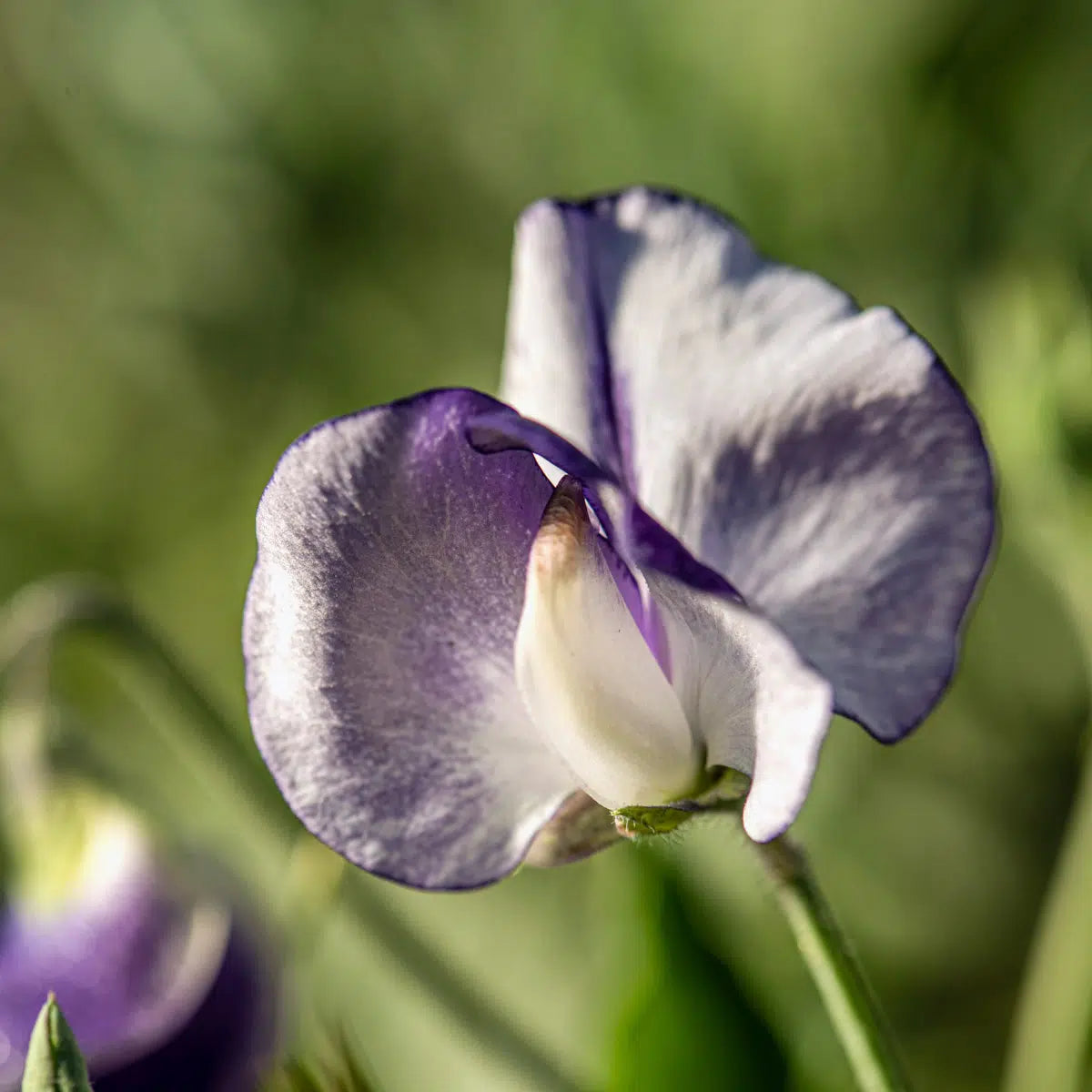 Duftwicke Lathyrus odoratus Nimbus Jora Dahl Saatgut besondere Blumensorten Schnittblume essbare Blüten