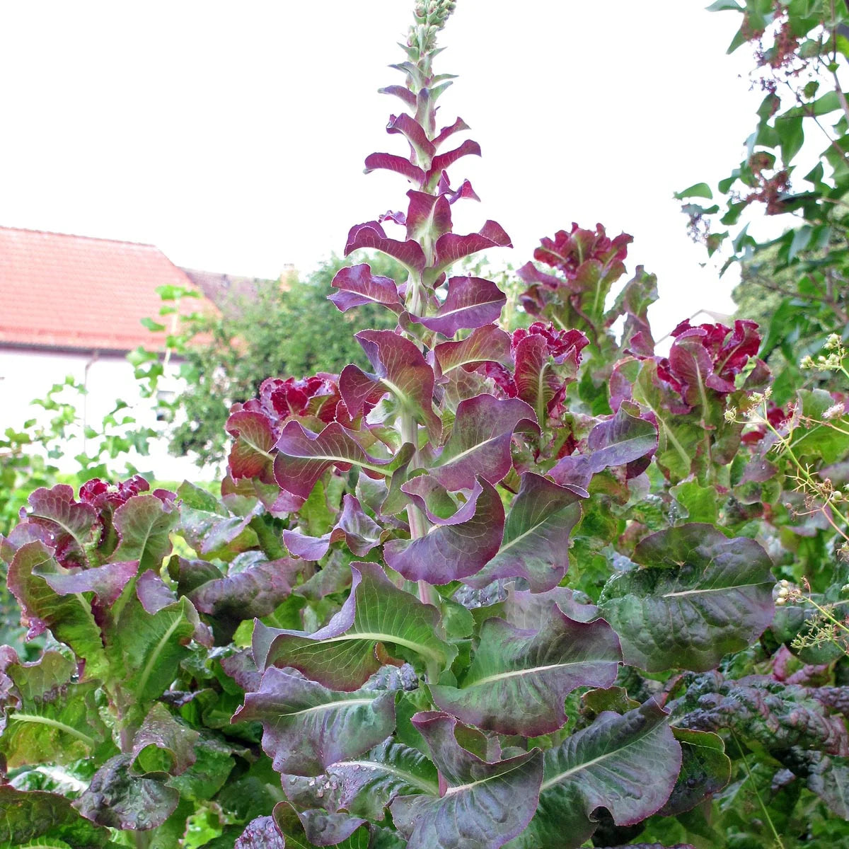 Pflücksalat Red Salat Bowl Magic Garden Seeds Saatgut Bio Salat samenfest Gemüsegarten Balkongarten