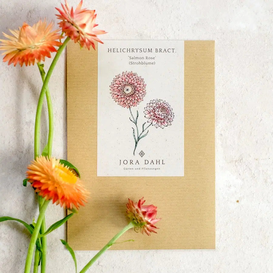 Strohblume Helichrysum bracteatum Salmon Rose Trockenblume Jora Dahl Schnittblume Saatgut Samen