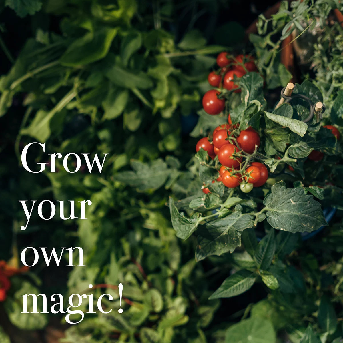 Tomaten Salat Kräuter Saatgut Samenset samenfest sortenrein Magic Garden Seeds besondere Sorten