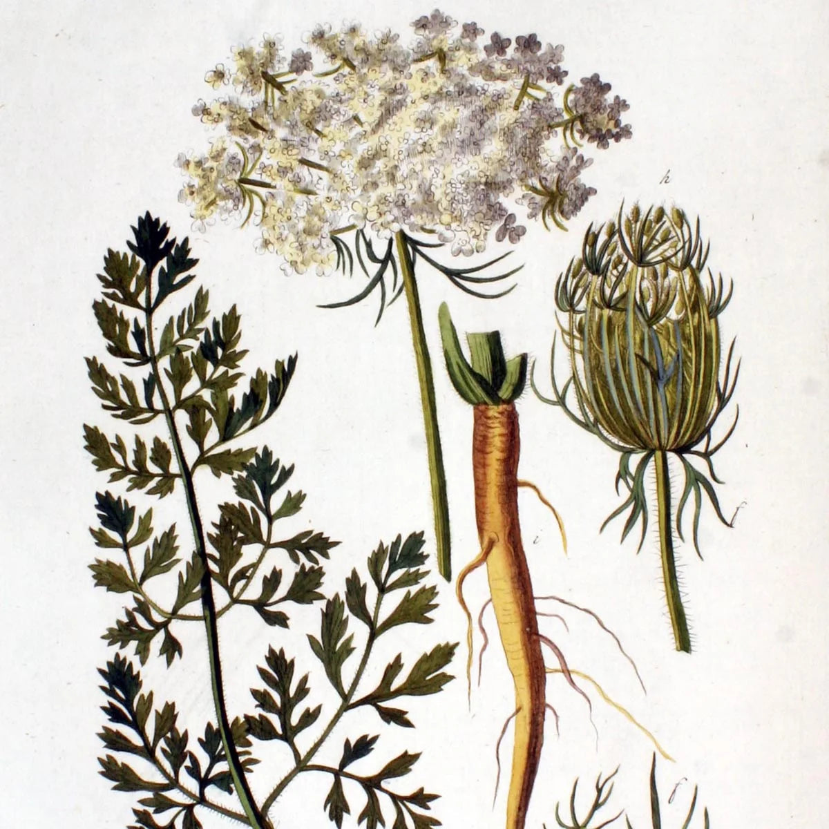 Wilde Möhre Bio-Saatgut Daucus carota Magic Garden Seeds