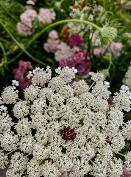 Wilde Möhre Bio-Saatgut Daucus carota Magic Garden Seeds