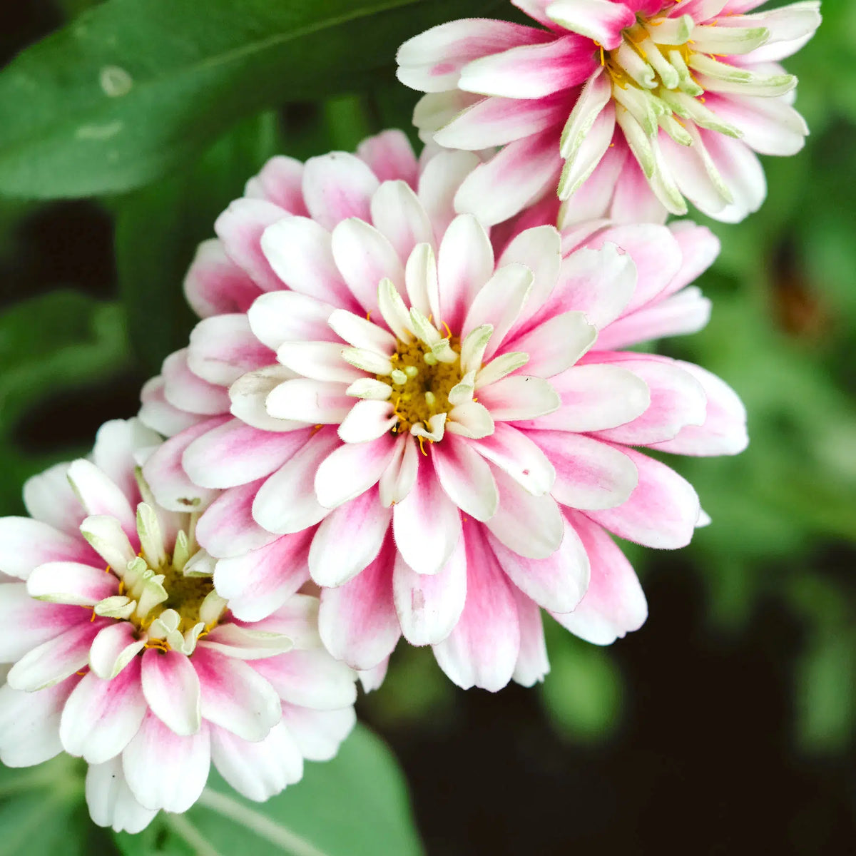 The large collection of balcony flowers