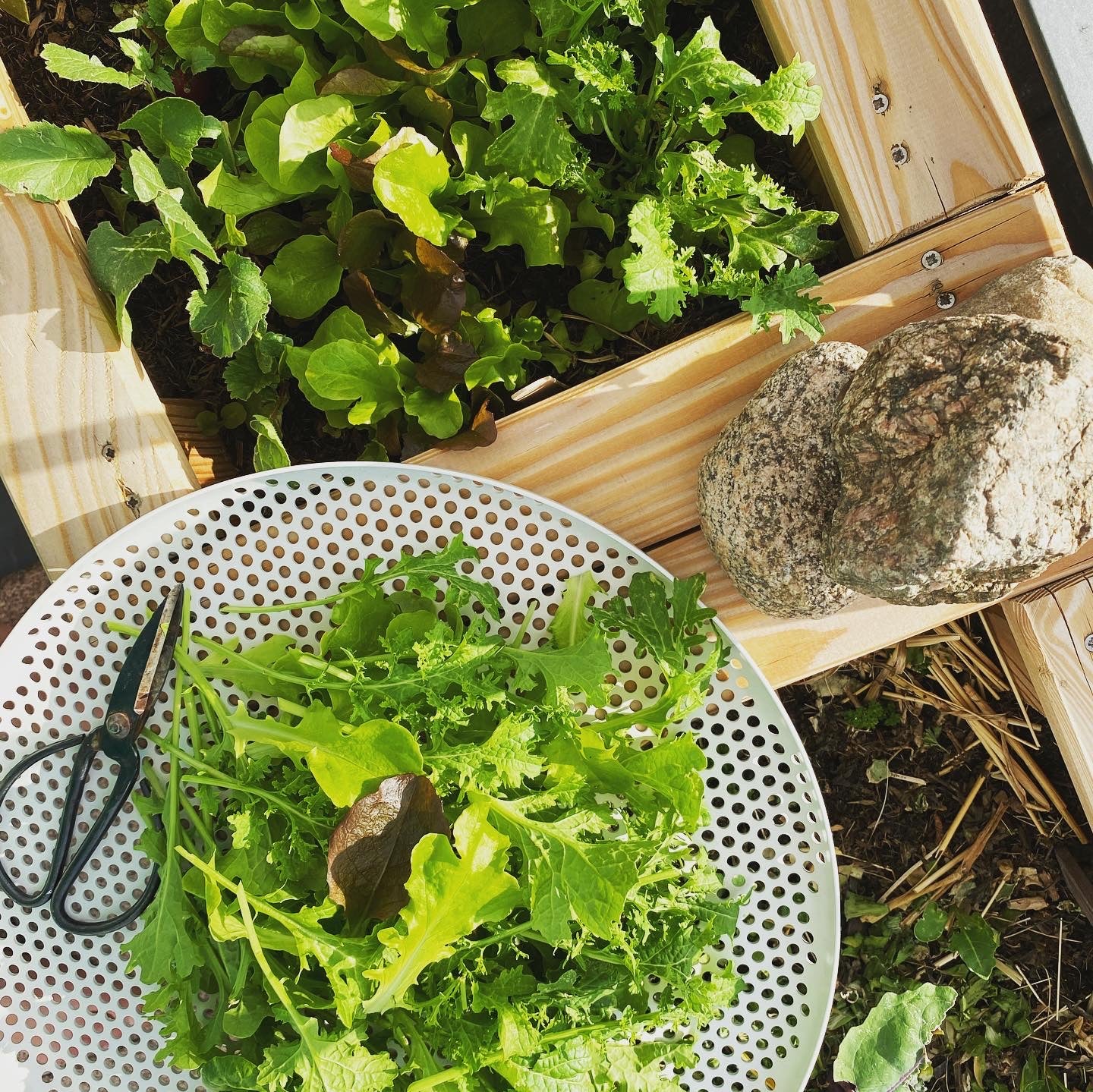 Crunchy balcony box vegetables in organic quality