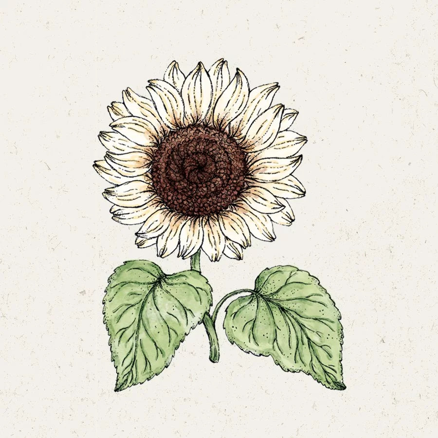 Sonnenblume für den Balkon - Italian White