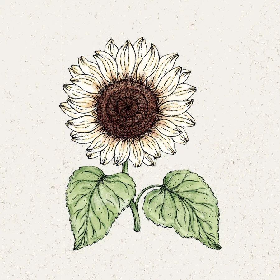Sonnenblume Helianthus debilis Vanilla Ice Jora Dahl Samen Saatgut Blumensamen