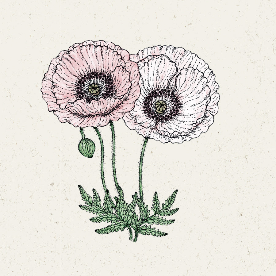 Seidenmohn Klatschmohn Papaver rhoeas Mother of Pearl Jora Dahl Samen Saatgut Blumensamen Wildblumen