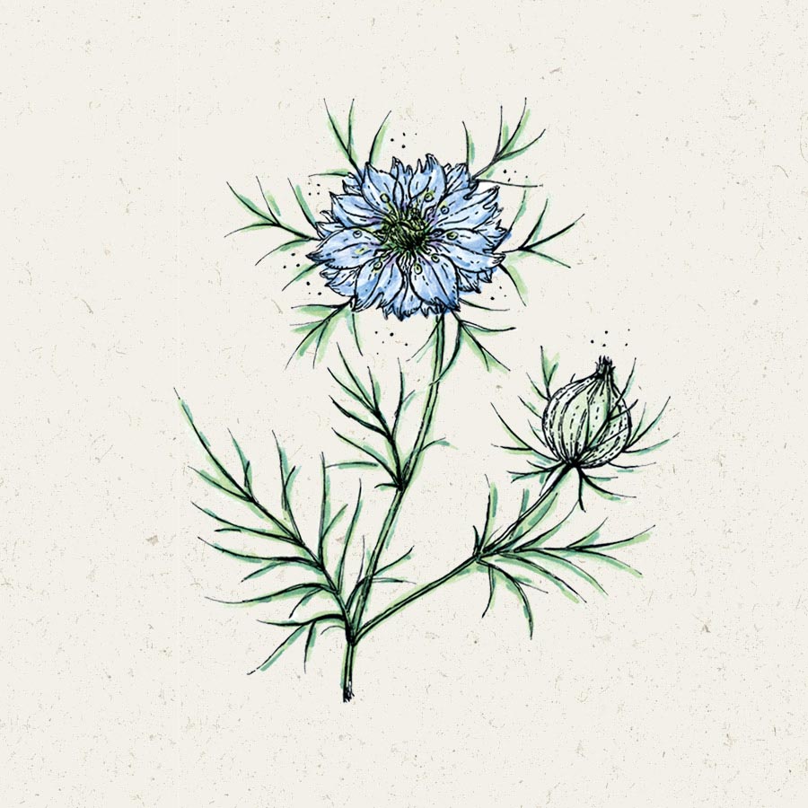 Jungfer im Grünen Nigella damascena Miss Jekyll