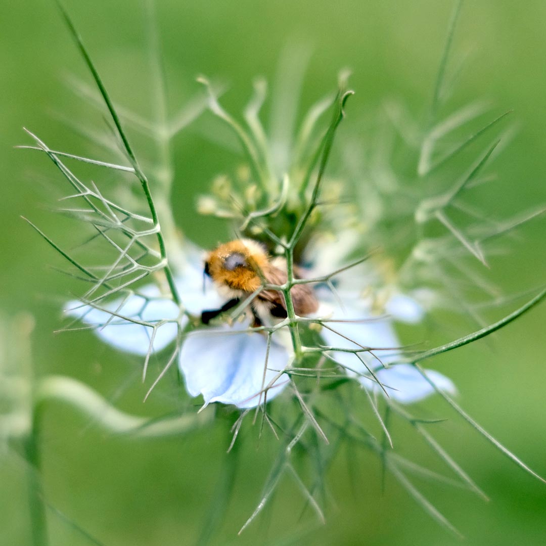 Jungfer im Grünen Nigella damascena Miss Jekyll