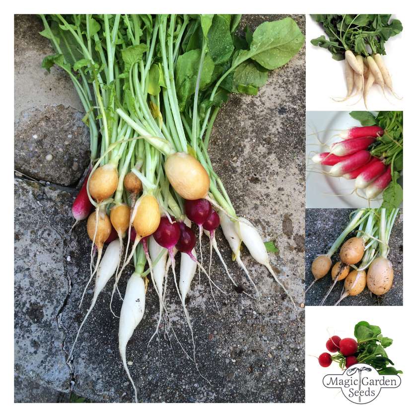 Radieschen Saatgut Magic Garden Seeds Wintergemüse Bio Samen