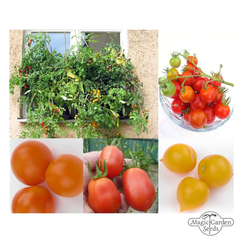 Bushy balcony tomatoes