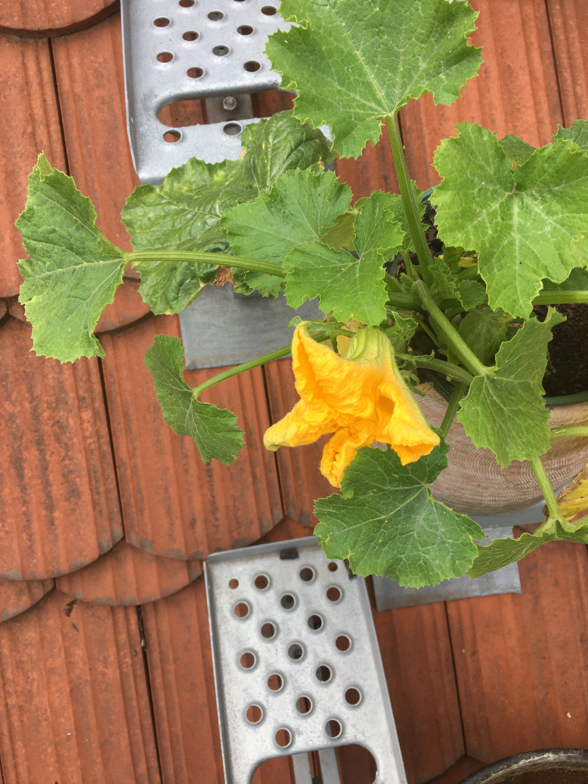 Große Anzuchtschale aus Naturkautschuk - für Kürbisse, Gurken und Zucchini