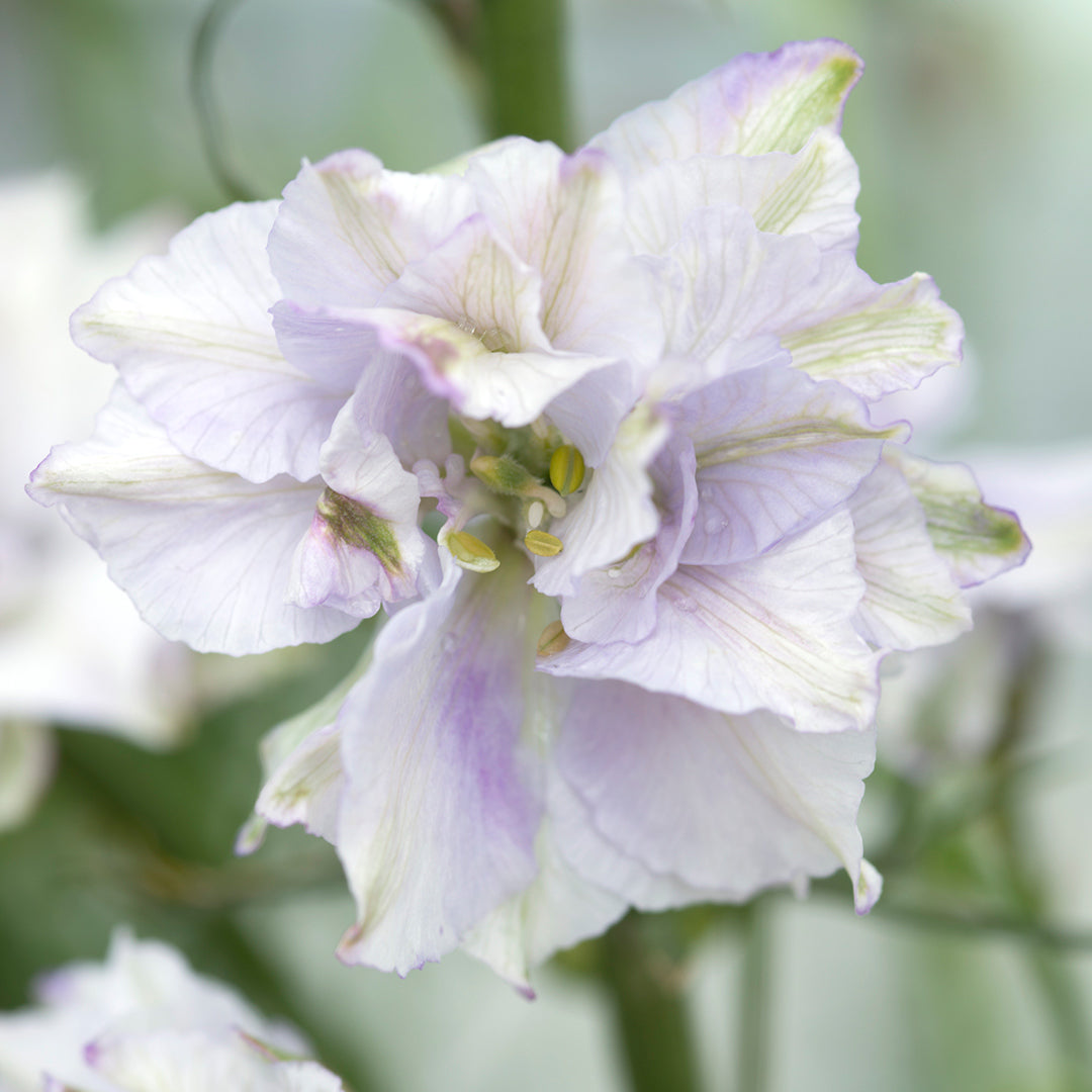 Delphinium Fancy Smokey Eyes