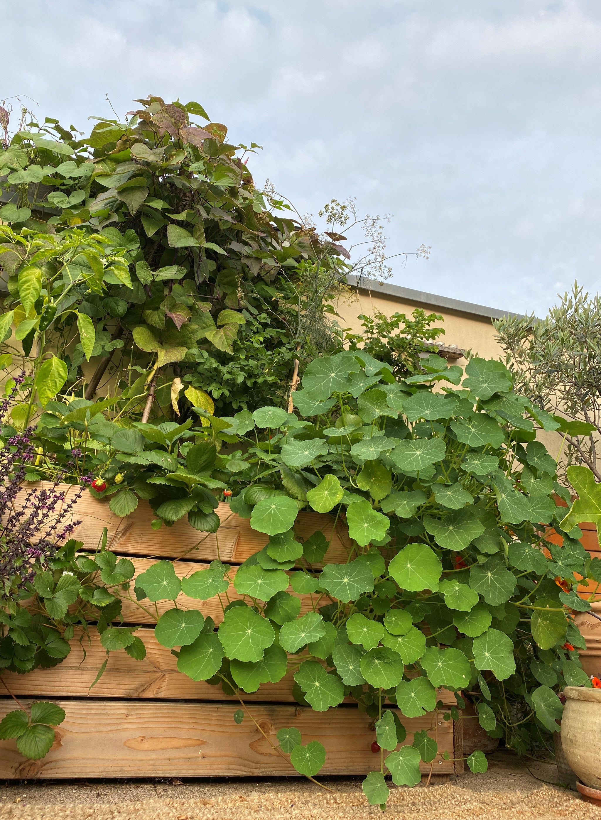 Kapuzinerkresse Tropaeolum majus
