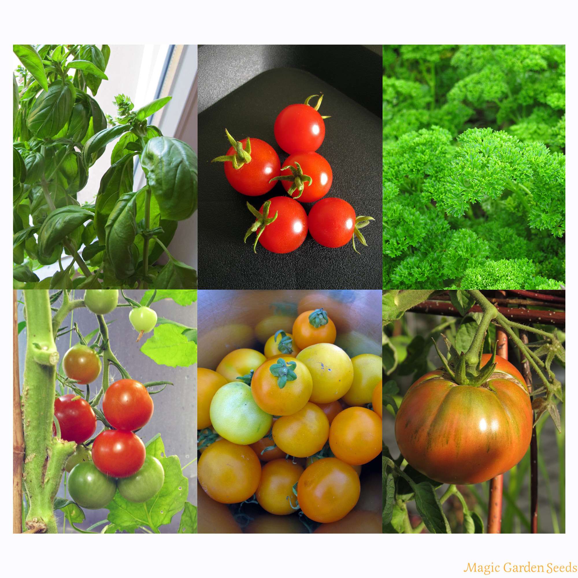 Bio Tomaten, Basilikum & Petersilie Saatgut für den Balkon