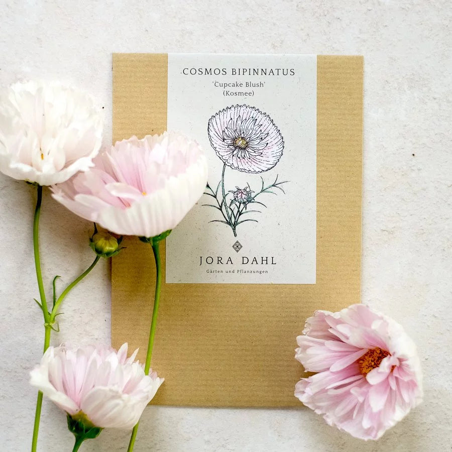 Schmuckkörbchen Cosmea Cosmos Cupcake Blush Jora Dahl Kosmeen Schnittblume Saatgut Samen
