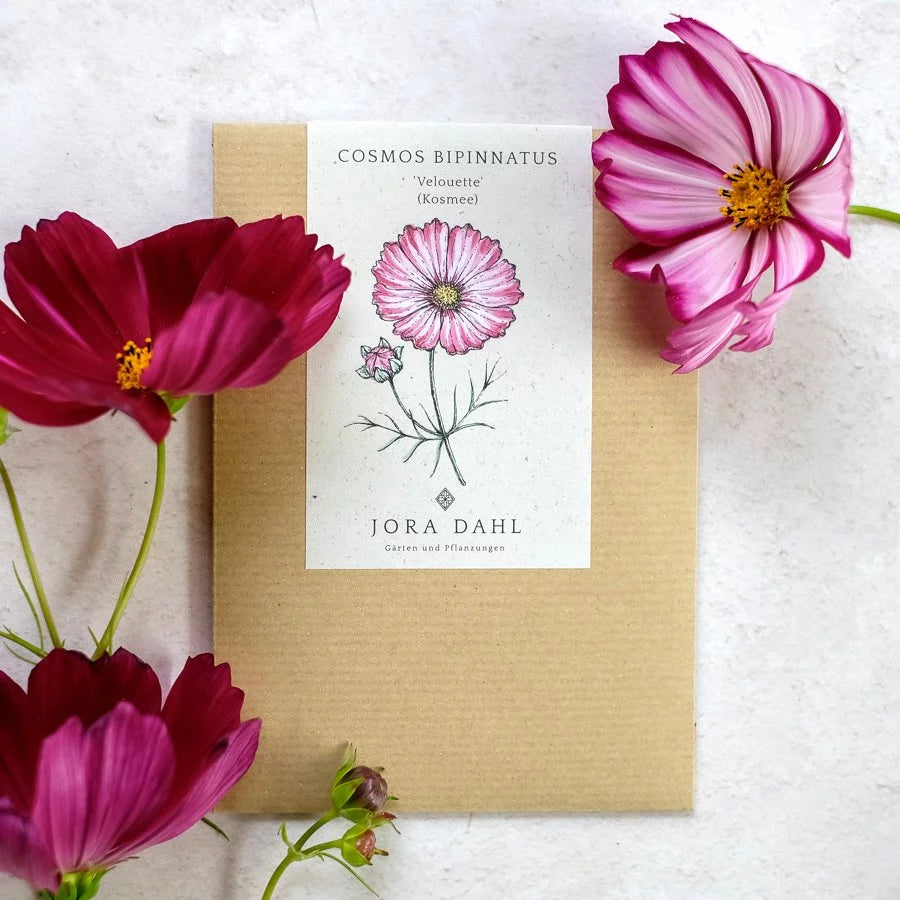 Schmuckkörbchen Cosmea Cosmos Velouette Jora Dahl Kosmeen Schnittblume